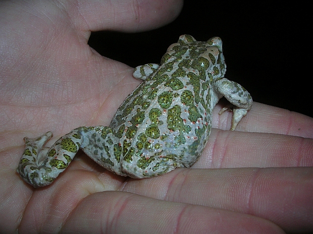 Rana particolare - Pelophylax sp. e Bufo balearicus mutilati